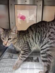 Shelter Stray Unknown Cat last seen Near BLOCK E CENTRAL AVE, WICHITA KS 67208, 3303 N Hillside St, Wichita, KS 67219, USA