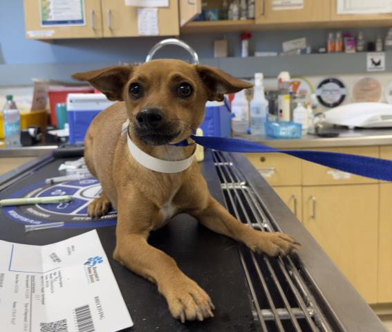 Shelter Stray Female Dog last seen Near BLOCK GREENPOINT AVE, RIVERSIDE CA 92503, 6851 Van Buren Boulevard, Jurupa Valley, CA 92509, USA