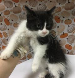 Shelter Stray Male Cat last seen Near BLOCK TURQUOISE WAY, JURUPA VALLEY CA 91752, 6851 Van Buren Boulevard, Jurupa Valley, CA 92509, USA