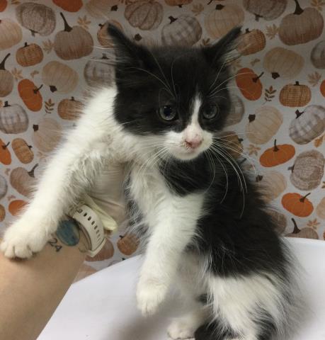 Shelter Stray Male Cat last seen Near BLOCK TURQUOISE WAY, JURUPA VALLEY CA 91752, 6851 Van Buren Boulevard, Jurupa Valley, CA 92509, USA