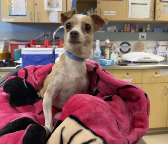 Shelter Stray Female Dog last seen MISSION & KENNETH ST, 6851 Van Buren Boulevard, Jurupa Valley, CA 92509, USA
