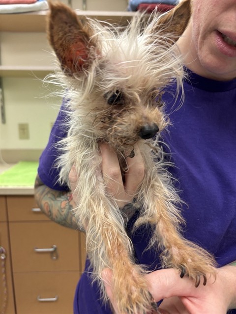 Shelter Stray Female Dog last seen CREVE COEUR, 63146, 10521 Baur Blvd, Olivette, MO 63132, USA