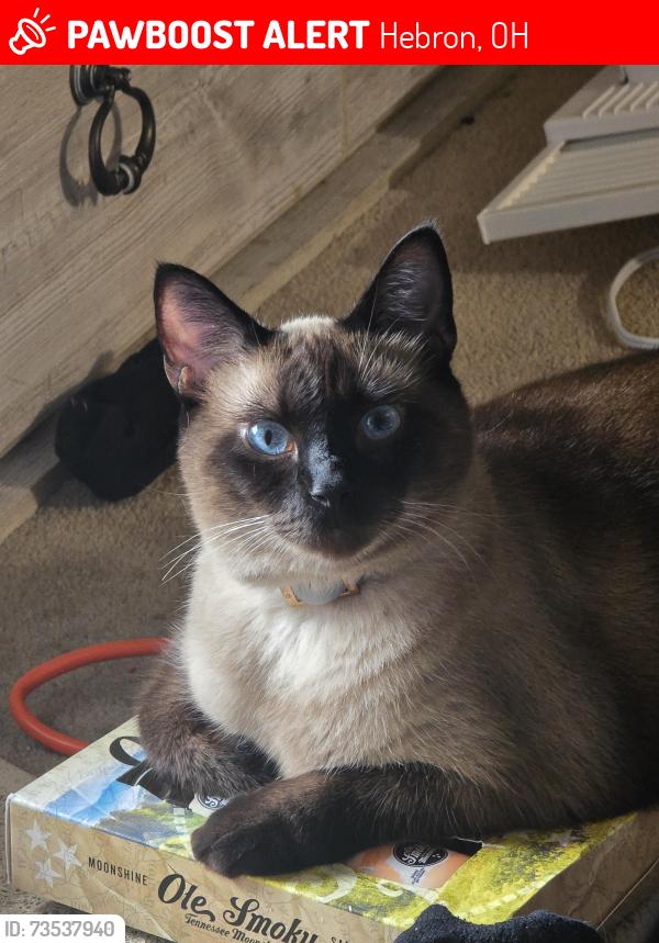 Lost Male Cat last seen Near walnut rd lot m24 buckeye lake ohio, Hebron, OH 43025