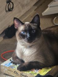 Lost Male Cat last seen Near walnut rd lot m24 buckeye lake ohio, Hebron, OH 43025