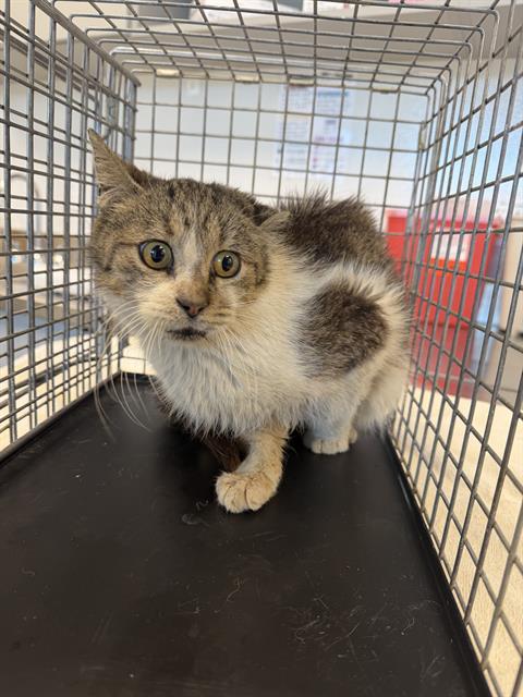 Shelter Stray Female Cat last seen Near, 5001 E Raymond St, Indianapolis, IN 46203, USA
