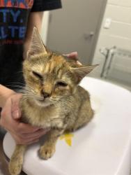 Shelter Stray Female Cat last seen Near, 5001 E Raymond St, Indianapolis, IN 46203, USA