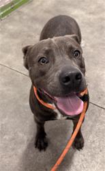 Shelter Stray Male Dog last seen Near BLOCK LAKESIDE DR, MARGATE FL 33063, 2400 SW 42nd St, Fort Lauderdale, FL 33312, USA