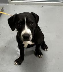 Shelter Stray Male Dog last seen Near BLOCK PARK AVE, HEMET, CA, 581 S Grand Ave, San Jacinto, CA 92582, USA