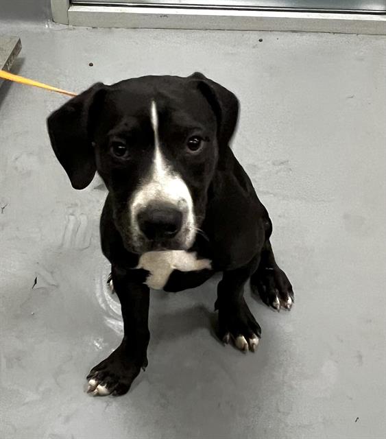 Shelter Stray Male Dog last seen Near BLOCK PARK AVE, HEMET, CA, 581 S Grand Ave, San Jacinto, CA 92582, USA