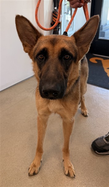 Shelter Stray Female Dog last seen Near BLOCK LAKESIDE DR, MARGATE FL 33063, 2400 SW 42nd St, Fort Lauderdale, FL 33312, USA