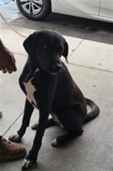 Shelter Stray Female Dog last seen , 1850 W 60th St, Los Angeles, CA 90047, USA