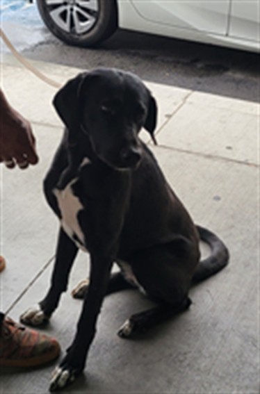 Shelter Stray Female Dog last seen , 1850 W 60th St, Los Angeles, CA 90047, USA