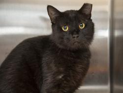 Shelter Stray Male Cat last seen Near BLOCK W SIERRA VISTA DR, 5501 E Van Buren St, Phoenix, AZ 85008, USA