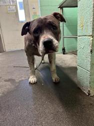 Shelter Stray Male Dog last seen 8TH ST & W ST, 2127 Front St, Sacramento, CA 95818, USA