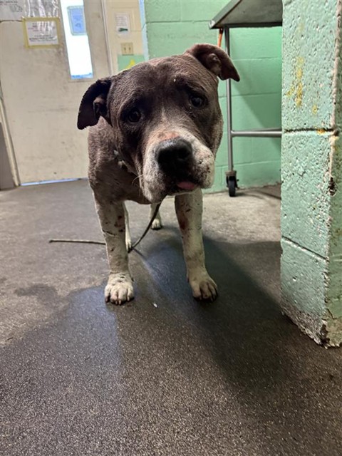 Shelter Stray Male Dog last seen 8TH ST & W ST, 2127 Front St, Sacramento, CA 95818, USA