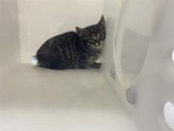 Shelter Stray Unknown Cat last seen Near BLOCK BOERNER DR-BOERNER BOTANICAL GARDENS, 3839 W Burnham St, West Milwaukee, WI 53215, USA