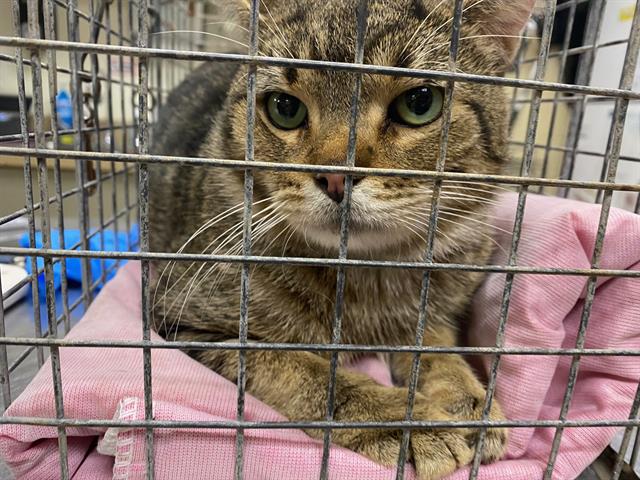 Shelter Stray Male Cat last seen Near BLOCK N 26TH ST, 3839 W Burnham St, West Milwaukee, WI 53215, USA