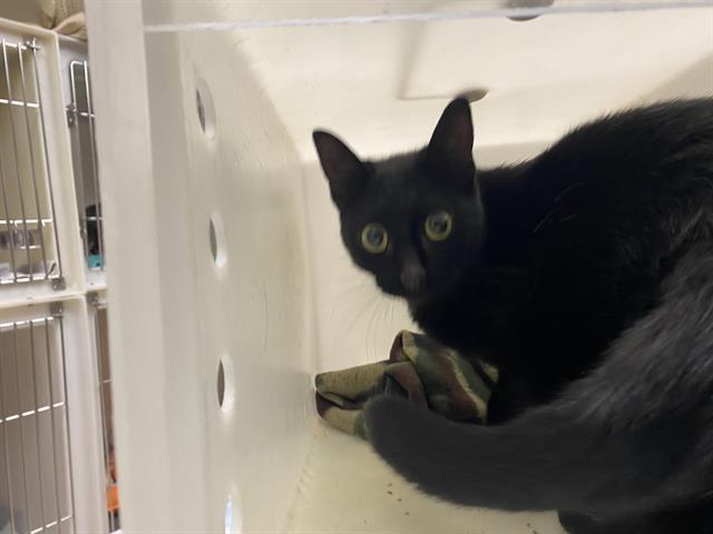 Shelter Stray Female Cat last seen Near BLOCK N 15TH ST, 3839 W Burnham St, West Milwaukee, WI 53215, USA