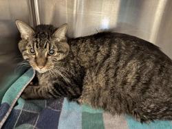 Shelter Stray Male Cat last seen BILLY MITCHELL, 11232 B Ave, Auburn, CA 95603, USA