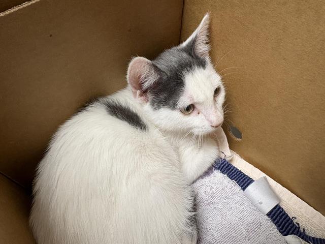 Shelter Stray Female Cat last seen HILL RD & MOONEY, 11232 B Ave, Auburn, CA 95603, USA