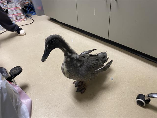 Shelter Stray Unknown Bird last seen Near BLOCK MILLER PKWY, 3839 W Burnham St, West Milwaukee, WI 53215, USA