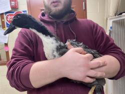 Shelter Stray Unknown Bird last seen Near BLOCK MILLER PKWY, 3839 W Burnham St, West Milwaukee, WI 53215, USA