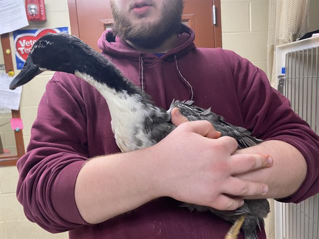Shelter Stray Unknown Bird last seen Near BLOCK MILLER PKWY, 3839 W Burnham St, West Milwaukee, WI 53215, USA