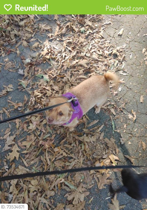 Reunited Female Dog last seen Near Reilly St, Henrico, VA 23231, USA, Henrico, VA 23231
