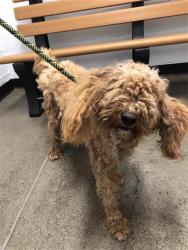Shelter Stray Male Dog last seen Near BLOCK E FANCHER CREEK DR, FRESNO CA 93727, 5277 E Airways Blvd, Fresno, CA 93727, USA