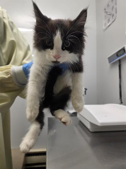 Shelter Stray Male Cat last seen Near BLOCK LAKE FENWICK RD S, KENT WA 98032, 21615 64th Ave S, Kent, WA 98032, USA