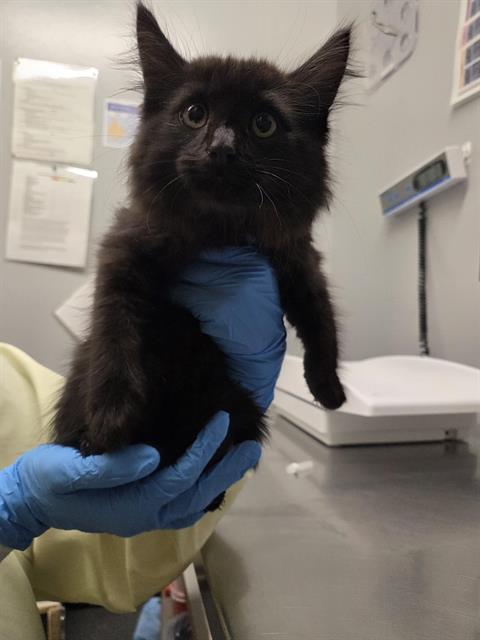 Shelter Stray Male Cat last seen Near BLOCK LAKE FENWICK RD S, KENT WA 98032, 21615 64th Ave S, Kent, WA 98032, USA