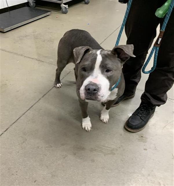 Shelter Stray Female Dog last seen Near BLOCK E SHAW AVE, FRESNO CA 93710 8228, 5277 E Airways Blvd, Fresno, CA 93727, USA