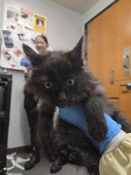 Shelter Stray Male Cat last seen Near BLOCK LAKE FENWICK RD S, KENT WA 98032, 21615 64th Ave S, Kent, WA 98032, USA