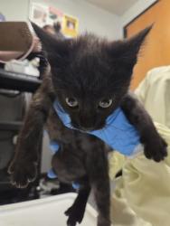 Shelter Stray Male Cat last seen Near BLOCK LAKE FENWICK RD S, KENT WA 98032, 21615 64th Ave S, Kent, WA 98032, USA