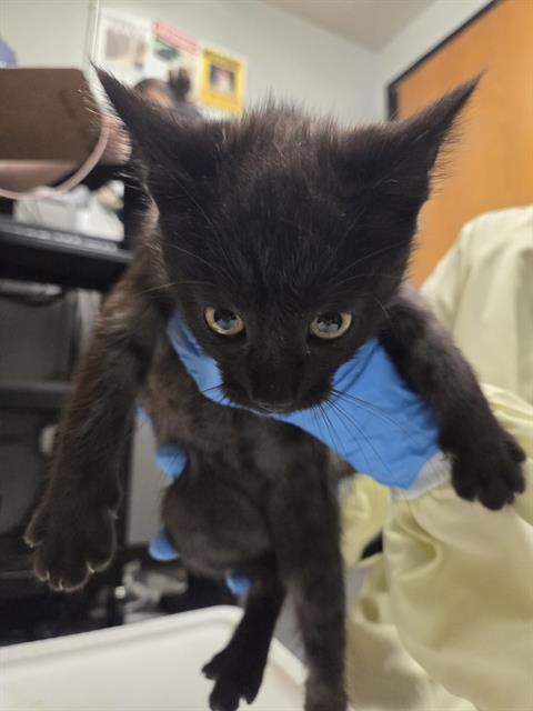 Shelter Stray Male Cat last seen Near BLOCK LAKE FENWICK RD S, KENT WA 98032, 21615 64th Ave S, Kent, WA 98032, USA