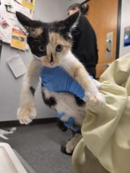 Shelter Stray Female Cat last seen Near BLOCK LAKE FENWICK RD S, KENT WA 98032, 21615 64th Ave S, Kent, WA 98032, USA