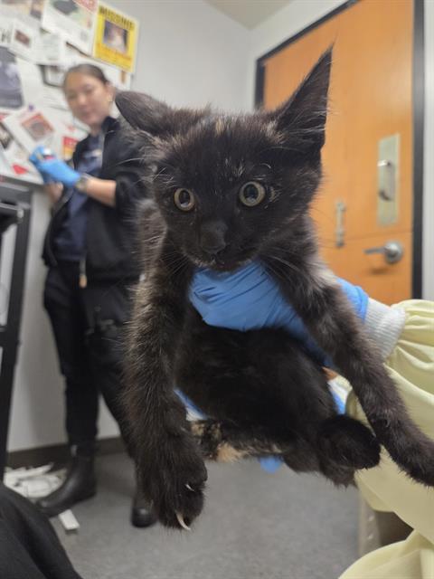 Shelter Stray Female Cat last seen Near BLOCK LAKE FENWICK RD S, KENT WA 98032, 21615 64th Ave S, Kent, WA 98032, USA
