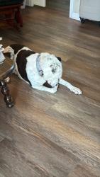Reunited Male Dog last seen Lincoln and north fork, Purcellville, VA 20132