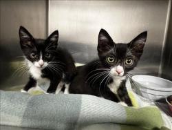 Shelter Stray Female Cat last seen , 957 N Gaffey St, San Pedro, CA 90731, USA