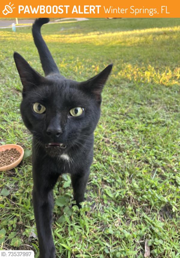 Found/Stray Unknown Cat last seen Big Buck Circle, Winter Springs, FL 32708