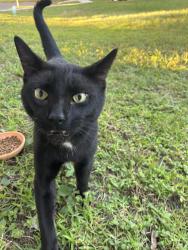 Found/Stray Unknown Cat last seen Big Buck Circle, Winter Springs, FL 32708
