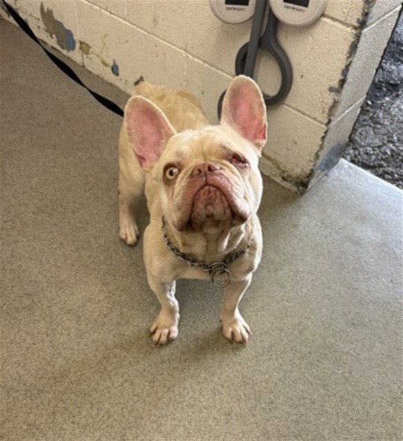 Shelter Stray Female Dog last seen FOOTHILL X PALMETTO, 333 Chandler Pl, San Bernardino, CA 92408, USA