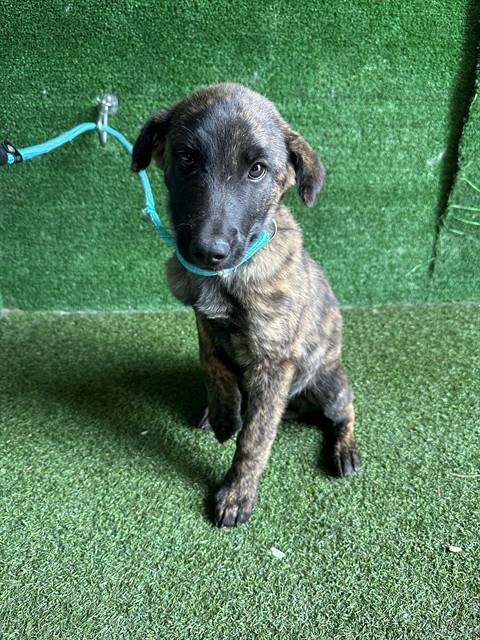 Shelter Stray Male Dog last seen , 5210 W Ave I, Lancaster, CA 93536, USA