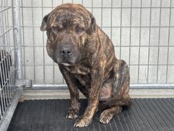 Shelter Stray Male Dog last seen , 5210 W Ave I, Lancaster, CA 93536, USA