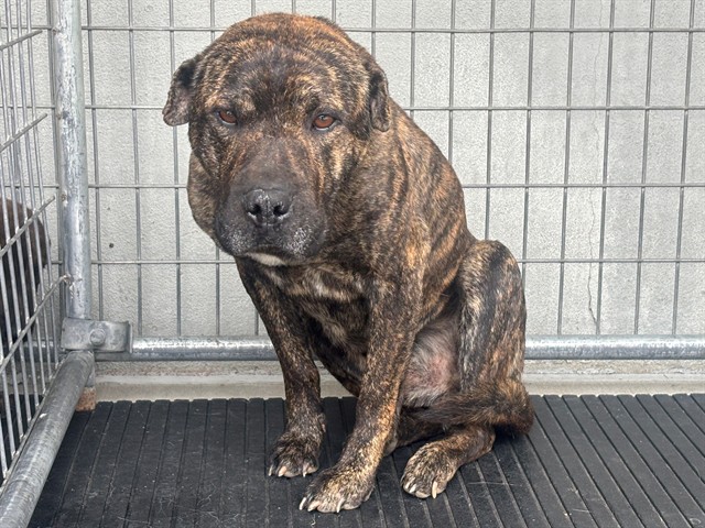 Shelter Stray Male Dog last seen , 5210 W Ave I, Lancaster, CA 93536, USA