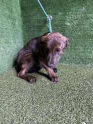 Shelter Stray Male Dog last seen , 5210 W Ave I, Lancaster, CA 93536, USA