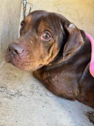 Shelter Stray Male Dog last seen LAKE HEFNER, 2811 SE 29th St, Oklahoma City, OK 73129, USA