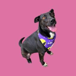 Shelter Stray Female Dog last seen Near BLOCK E TROTTER AVE, MOJAVE CA 93501, 3951 Fruitvale Ave, Bakersfield, CA 93308, USA