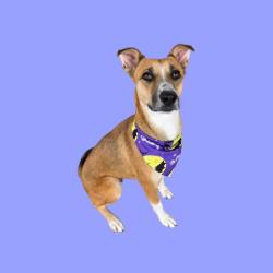 Shelter Stray Female Dog last seen Near BLOCK NILES ST, BAKERSFIELD CA 93306, 3951 Fruitvale Ave, Bakersfield, CA 93308, USA