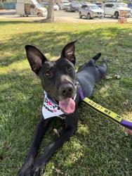 Shelter Stray Female Dog last seen Near WILDWOOD RD, WASCO CA 93280, 3951 Fruitvale Ave, Bakersfield, CA 93308, USA